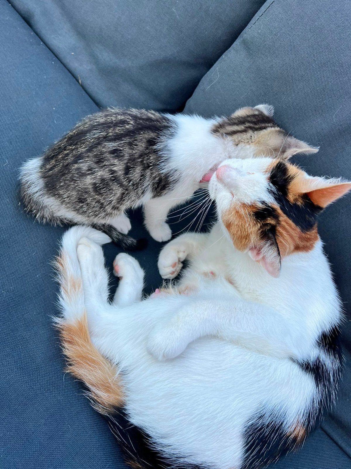 Nog 1 kittens lief grijs cyper katertje, nr 4, Meerdere dieren, Kortharig, 0 tot 2 jaar