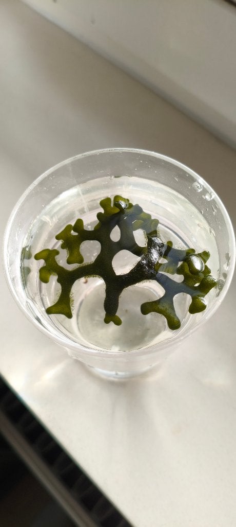 Codium & Caulerpa zeewier – macroalg voor zeeaquarium, Dieren en Toebehoren, Vissen | Aquaria en Toebehoren, Ophalen of Verzenden