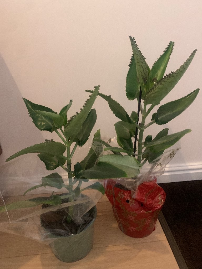 Plant: Mother of thousands - kalanchoë daigremontiana, Ophalen, Vetplant, 100 tot 150 cm, Halfschaduw