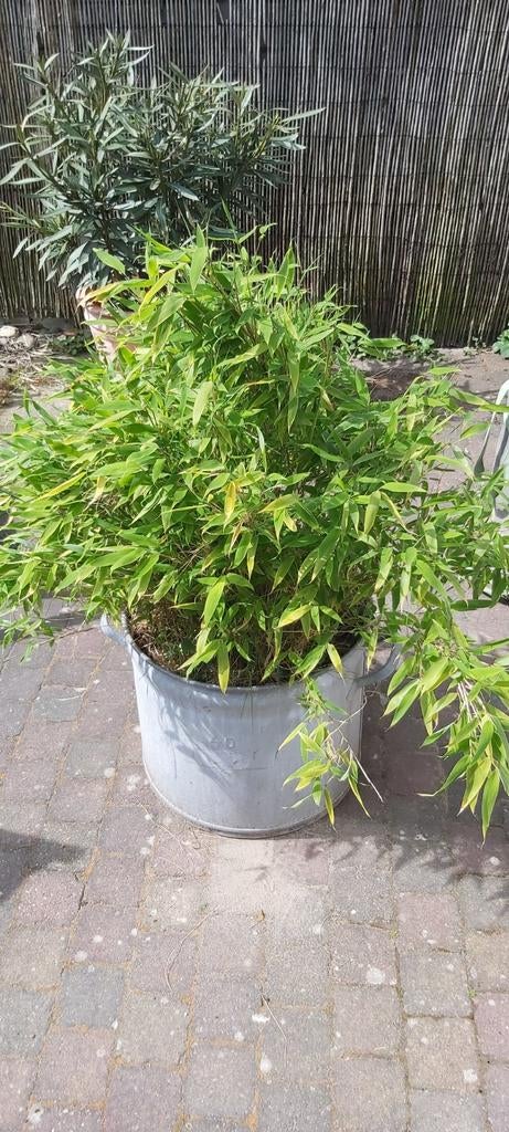 2 Bamboe in zinken kuip - Perfect voor tuin of balkon ,per s, Ophalen, Gebruikt, Minder dan 60 cm, Rond