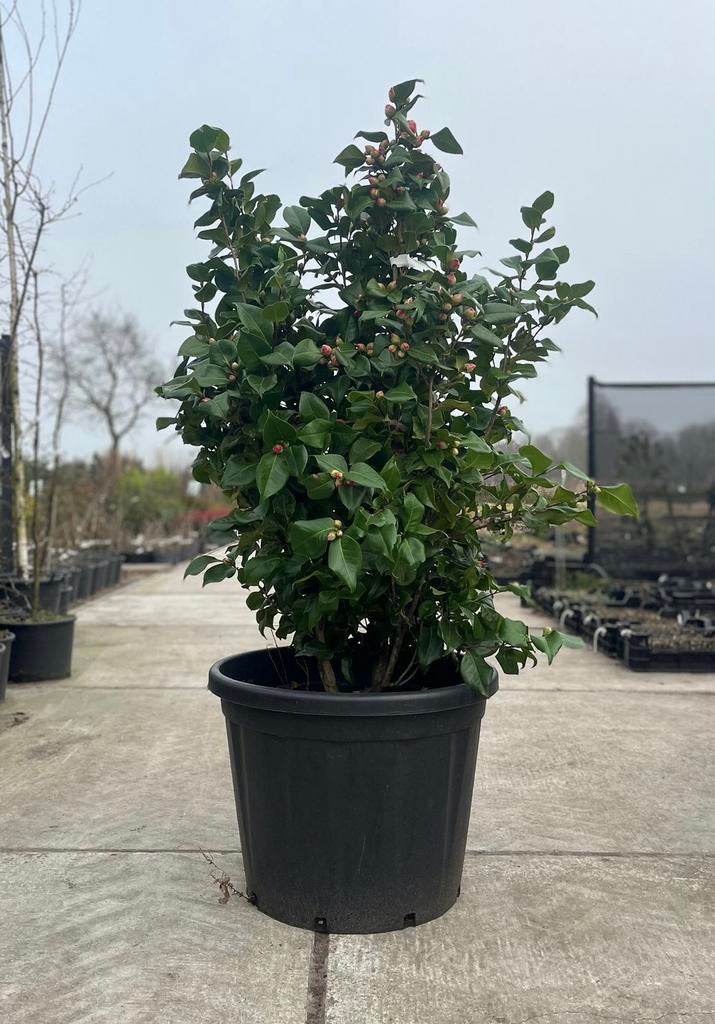 Camelia Camellia japonica Dr. King, Halfschaduw, Overige soorten, Lente, Ophalen