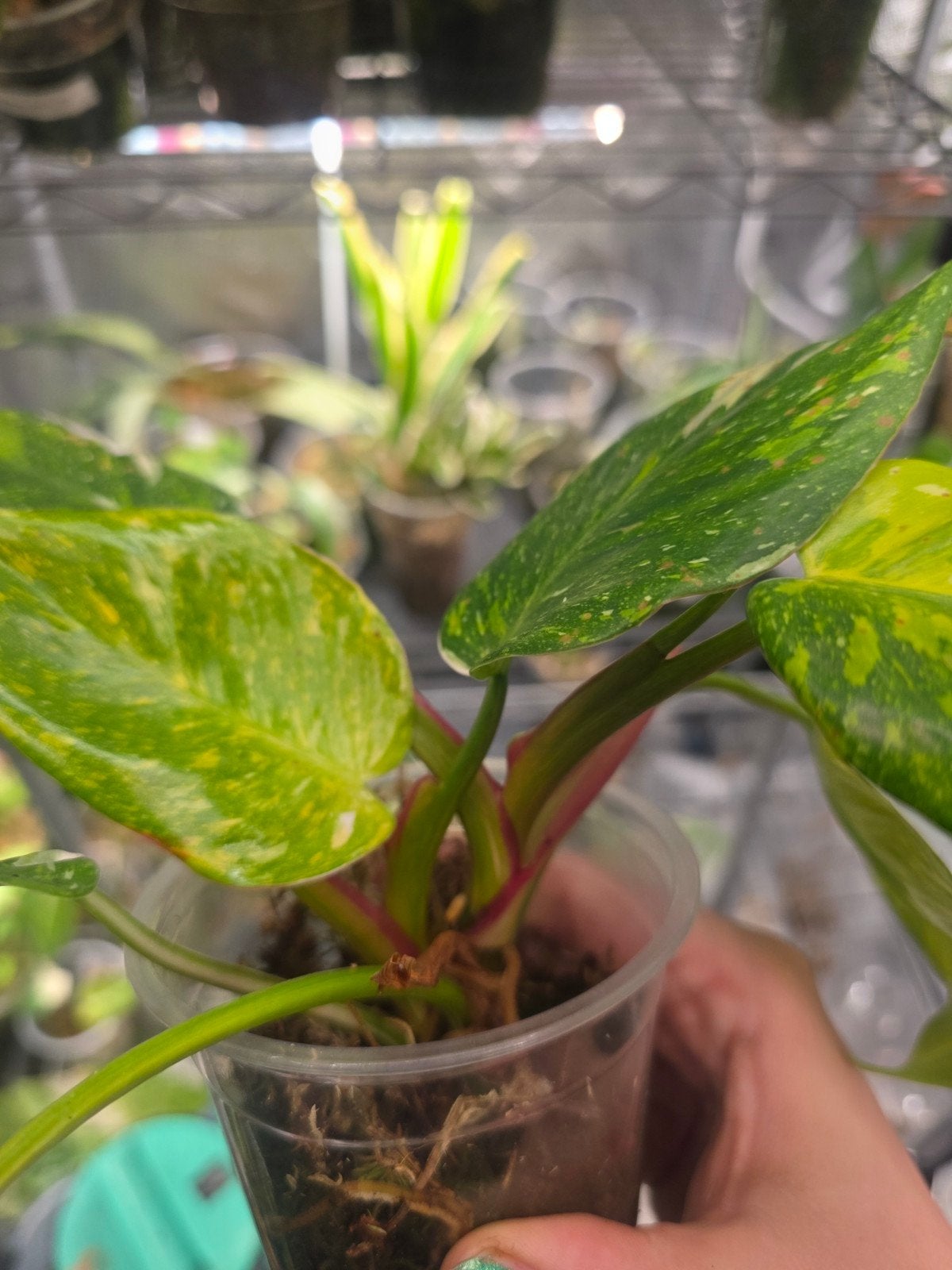 philodendron white princes tricolor lime, Ophalen of Verzenden, Halfschaduw, Minder dan 100 cm