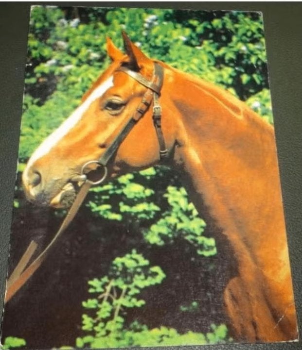 Paard - Paarden - Monter, Verzenden, 1980 tot heden, Gelopen, Paard