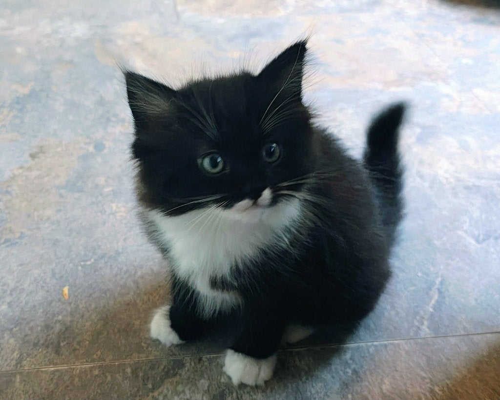 Ragdoll Kittens, Meerdere dieren, Ontwormd, 0 tot 2 jaar