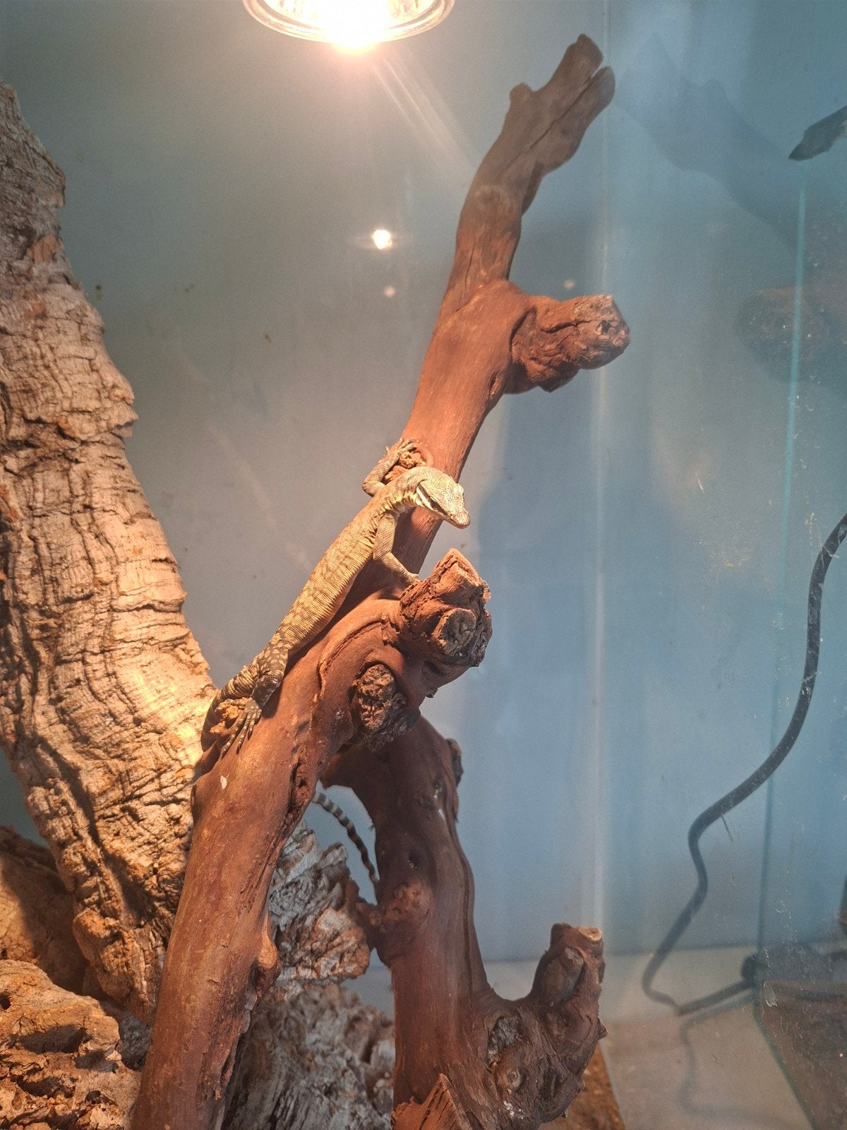 Varanus Glauerti Monitor Lizard - unknown for sale from Johnny