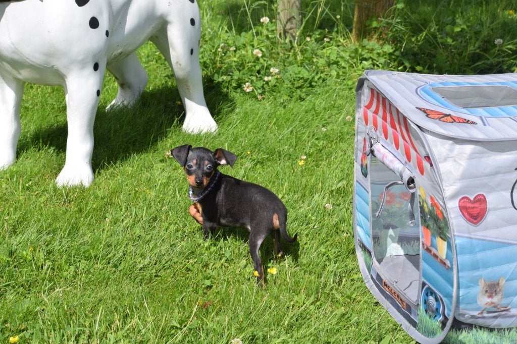 Pincher pups mooi klein blijvend, 15 weken tot 1 jaar, Buitenland, Meerdere, Meerdere dieren