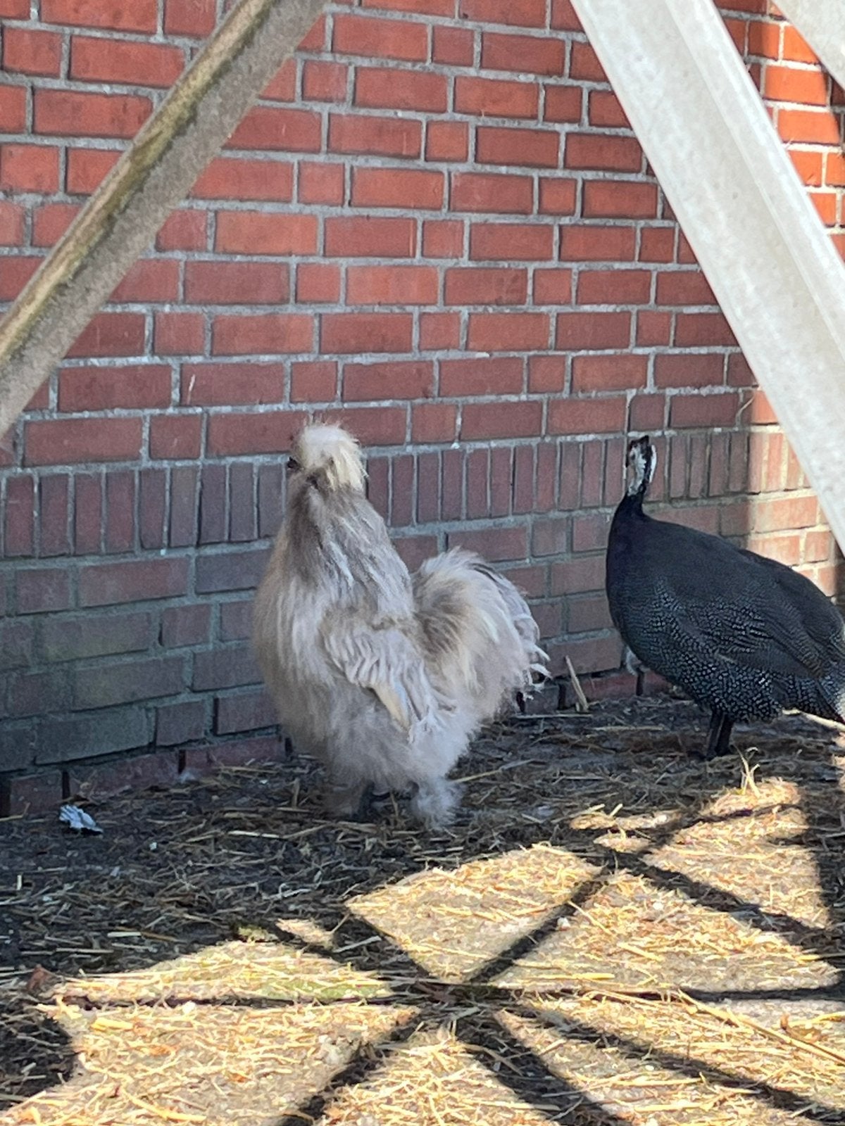 Mooie zijdehoender haan, Dieren en Toebehoren, Pluimvee, Mannelijk, Kip