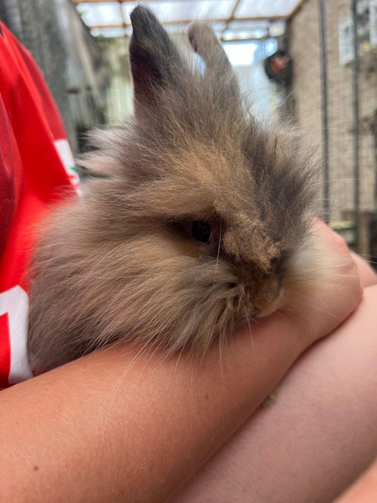 Onze Engelse Angora Donna heeft babietjes gekregen!, Dieren en Toebehoren, Juli, Meerdere dieren