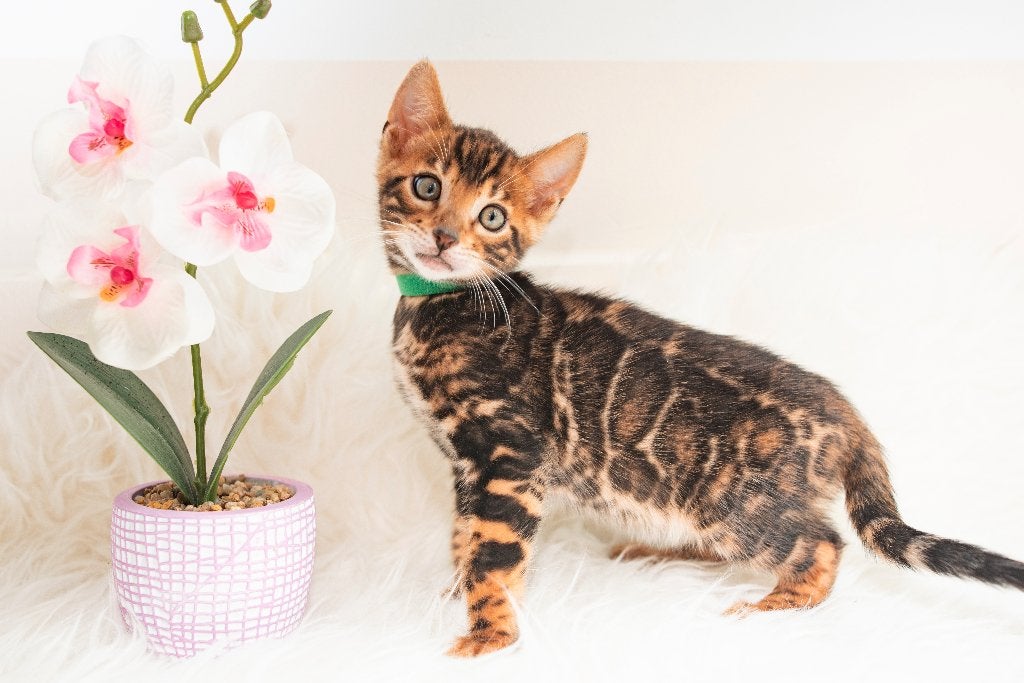 Prachtige, contrasterende Bengaalse kittens, Meerdere dieren, Met stamboom, 0 tot 2 jaar