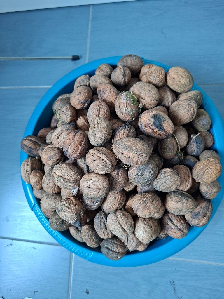 Ruim 3 kilo verse walnoten, Ophalen
