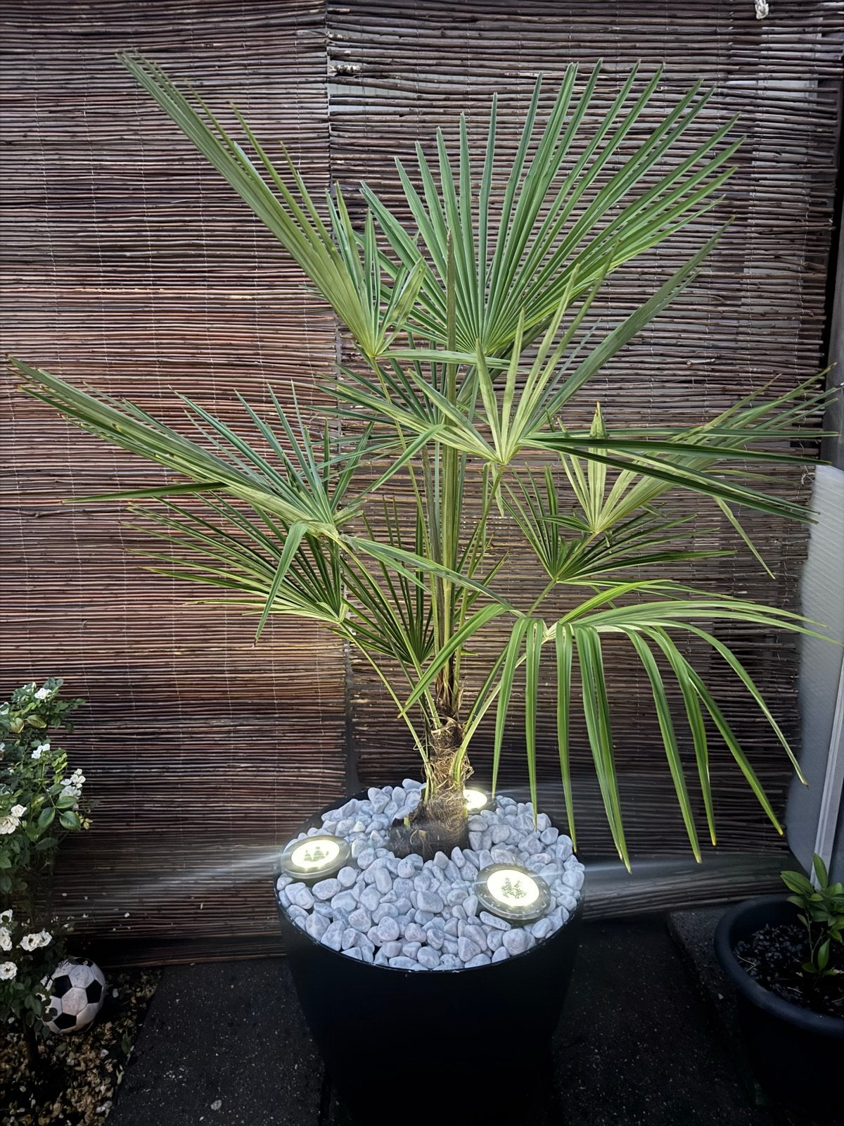 Jonge Palmbomen - Compleet per stuk, Overige soorten, Volle zon, Vaste plant, Ophalen of Verzenden