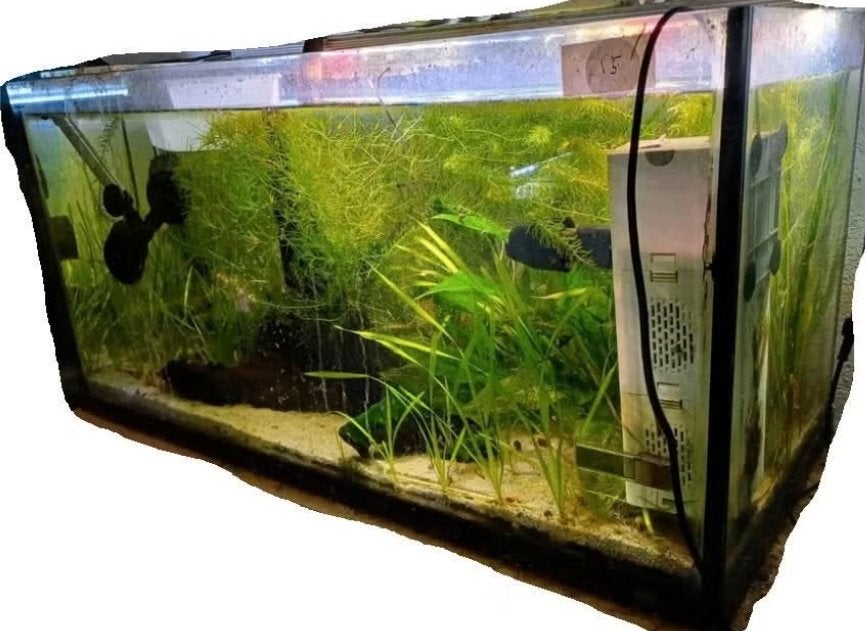 aquarium 80cm lang x 30cm diep x 40cm hoog, Ophalen, Gebruikt, Leeg aquarium, Juwel