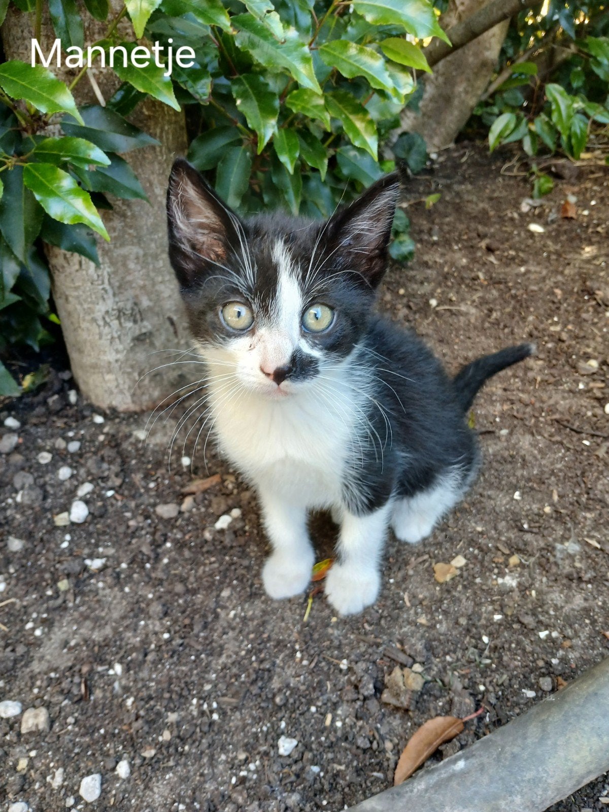4 lieve kittens te koop, Meerdere dieren