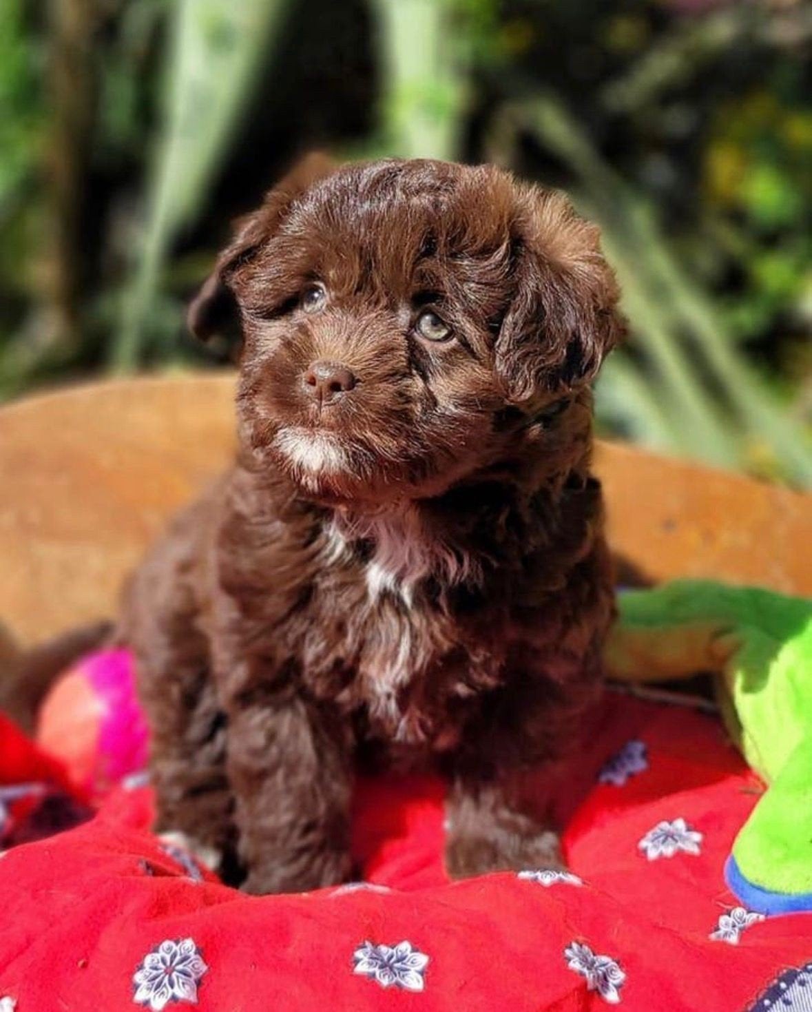 Leuke boomer pups te koop, Parvo, Overige rassen, 8 tot 15 weken, Meerdere