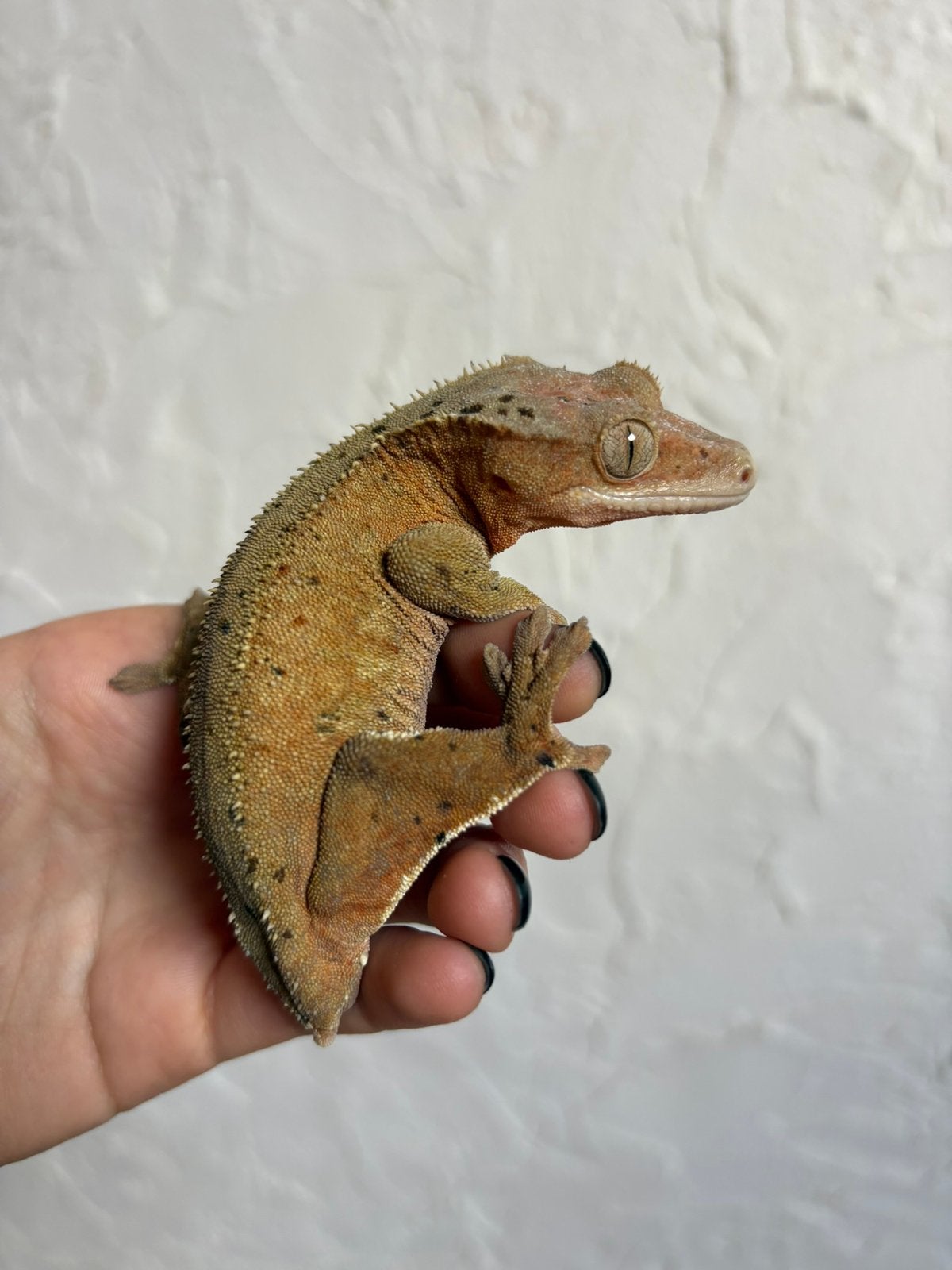 Wimpergekko vrouw, Dieren en Toebehoren, Hagedis, Tam, 3 tot 6 jaar