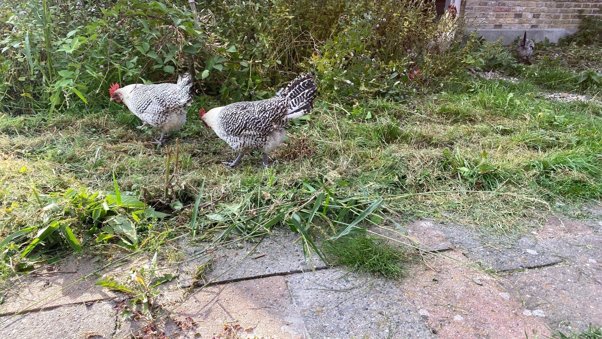Fryske Hinnen zilverpelt. Haantjes en kipjes. Gratis ophalen, Meerdere dieren, Kip