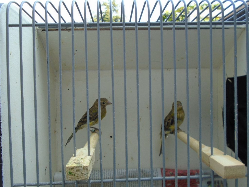 Raza kanarie, Dieren en Toebehoren, Vogels | Kanaries, Meerdere dieren, Zangkanarie