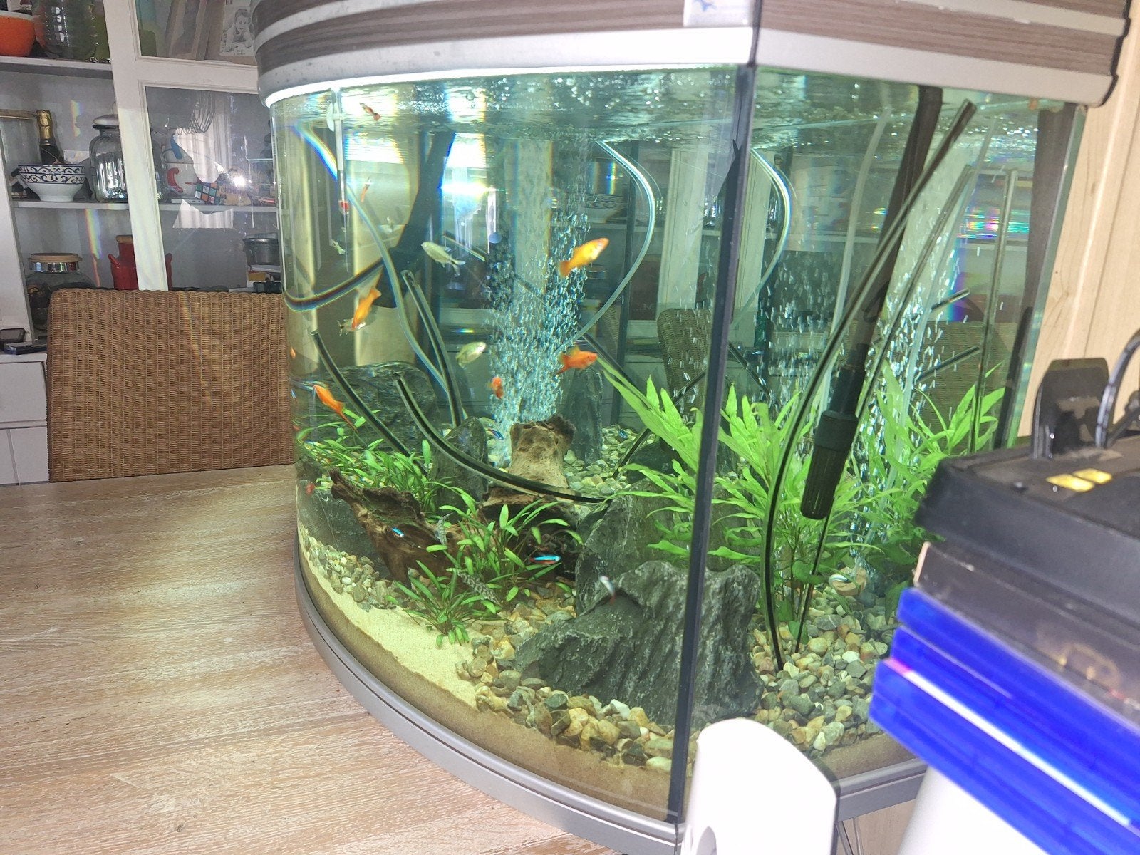 Te koop compleet aquarium met vissen., Ophalen, Zo goed als nieuw, Gevuld zoetwateraquarium