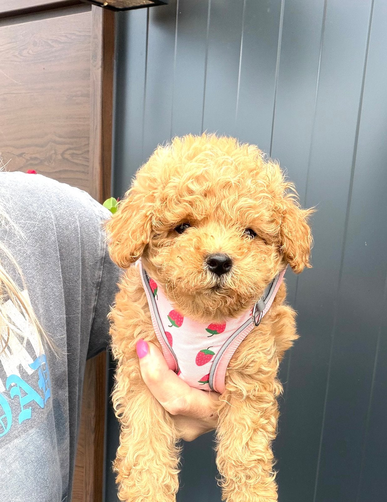 Gezonde maltipoo pups uit geteste ouders, Parvo, Overige rassen, 8 tot 15 weken, Meerdere