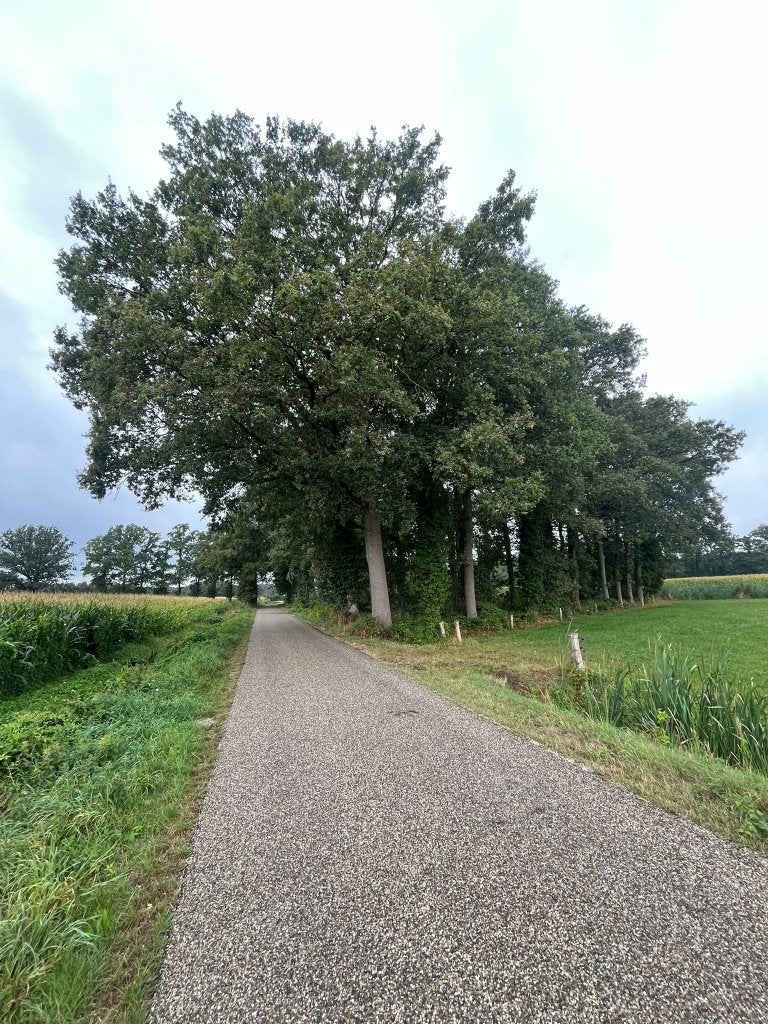 prachtig onderhouden eigen bos in Ruurlo – 2.361 m², Huizen en Kamers, Kavels en Percelen, Ruurlo Achterhoek Gelderland, Verkoop zonder makelaar
