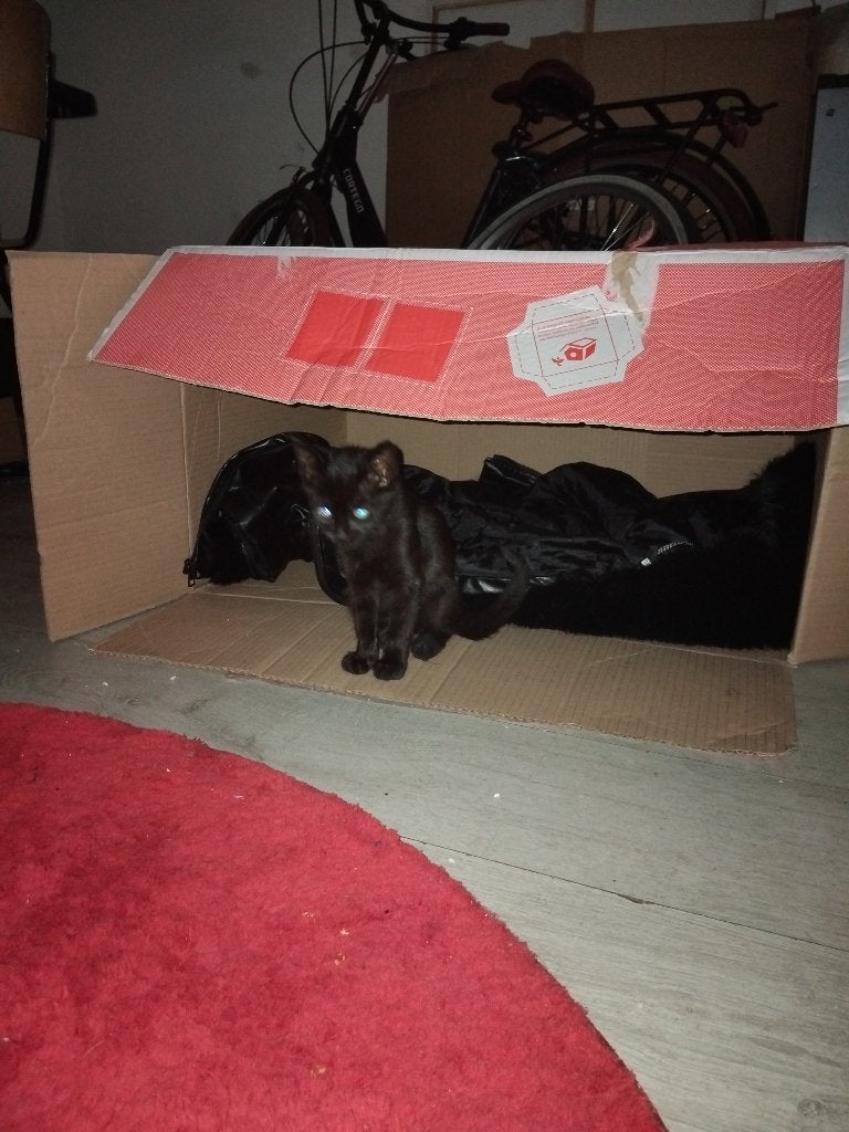 Speelse kitten, Dieren en Toebehoren, Kater, Kortharig, 0 tot 2 jaar