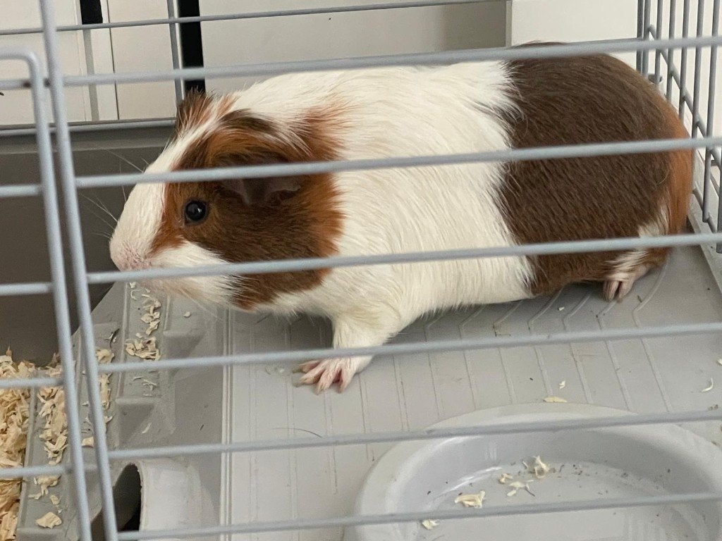 Guinea Pigs (Cavies) Looking for a New Home, Maart, Mannelijk, Cavia
