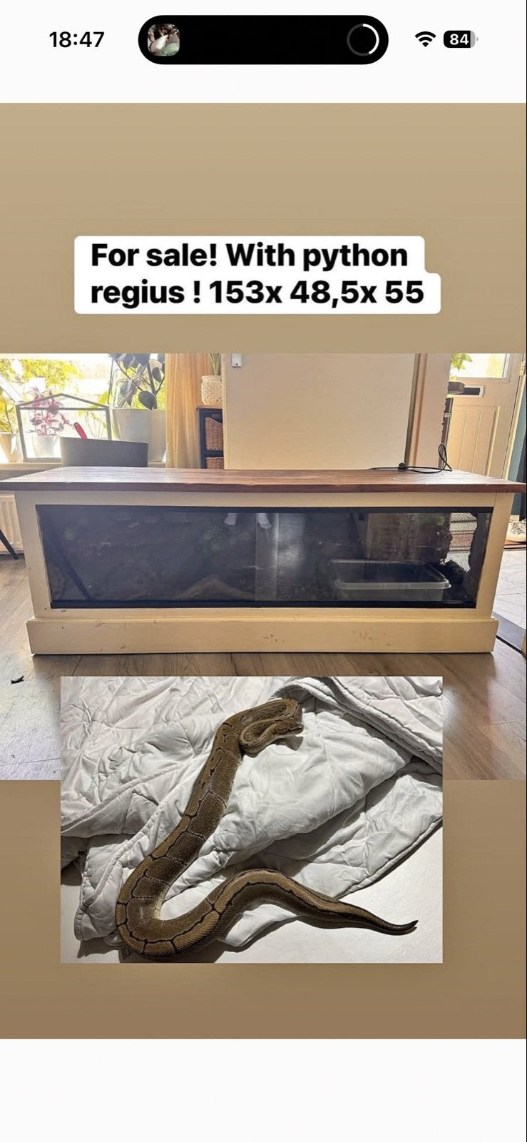 Terrarium  met python regius Ball Python photo 3