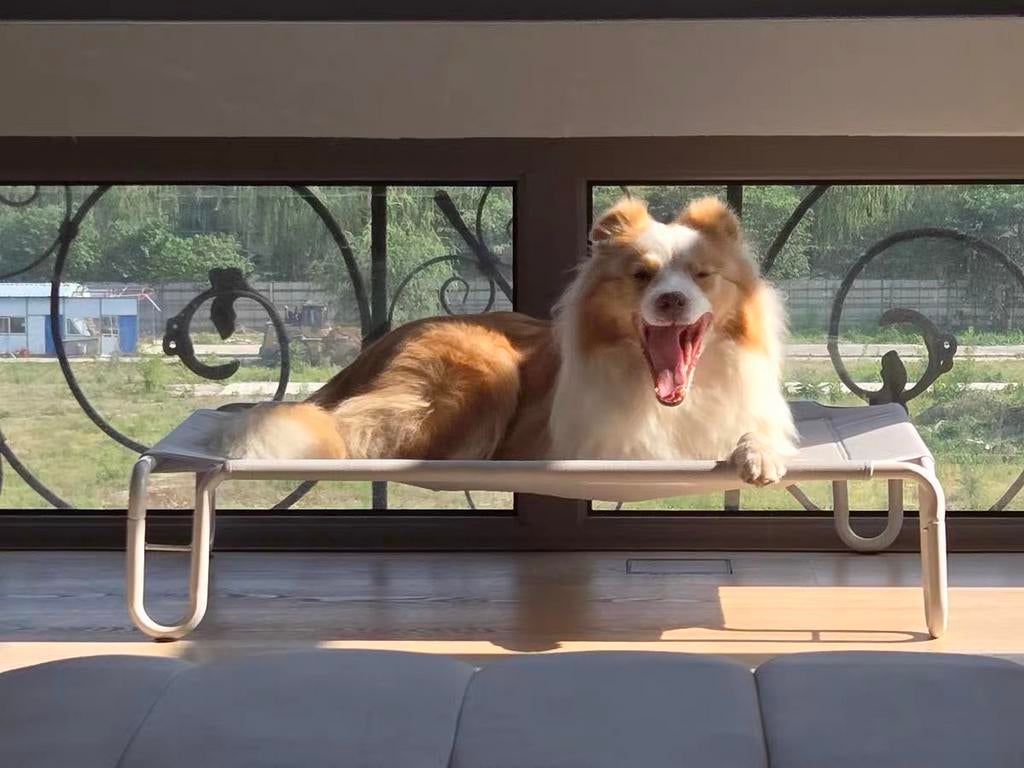 dog bed, Eén persoon, Overige typen