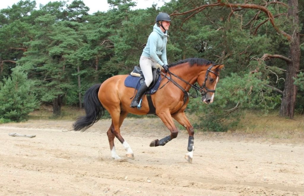 Te koop: Gio – Super brave allrounder (15 jaar | ca. 1.60 m), Dieren en Toebehoren, Springpaard, Ruin, 160 tot 165 cm, 11 jaar of ouder