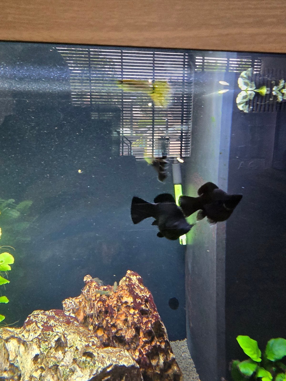 Aquarium vissen, Dieren en Toebehoren, Ophalen of Verzenden