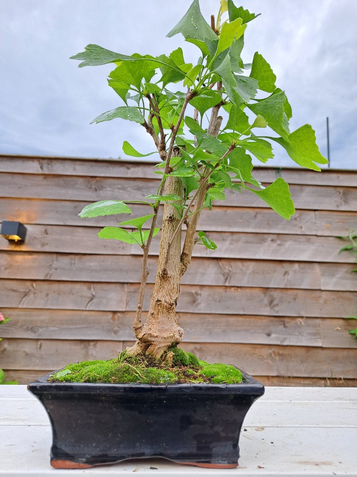 Ginko Bonsai - Unieke en Elegante Boom, Overige soorten, Volle zon, Vaste plant, Ophalen of Verzenden