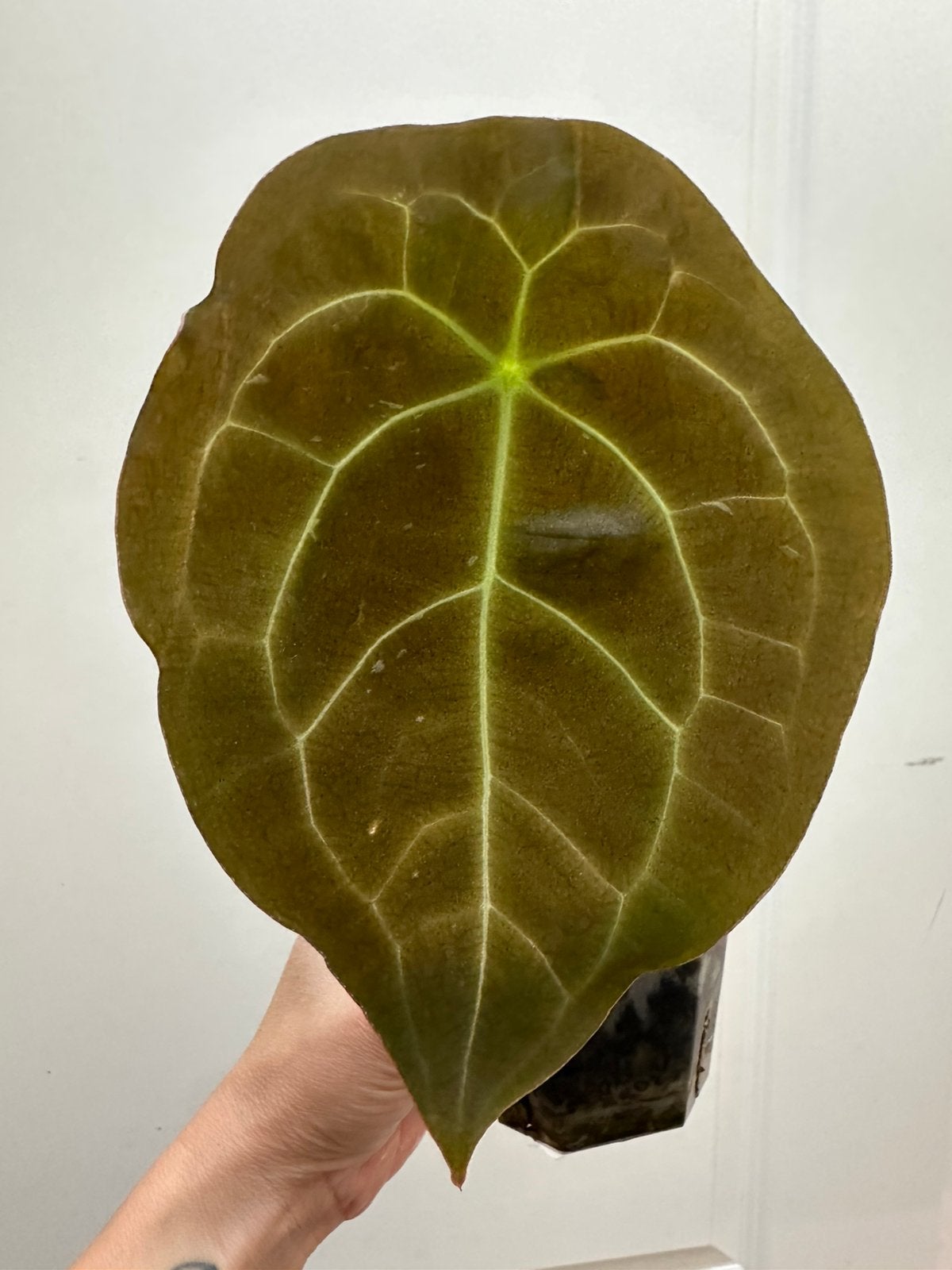 Anthurium dark form forgetti, Huis en Inrichting, Ophalen of Verzenden, Halfschaduw, Minder dan 100 cm