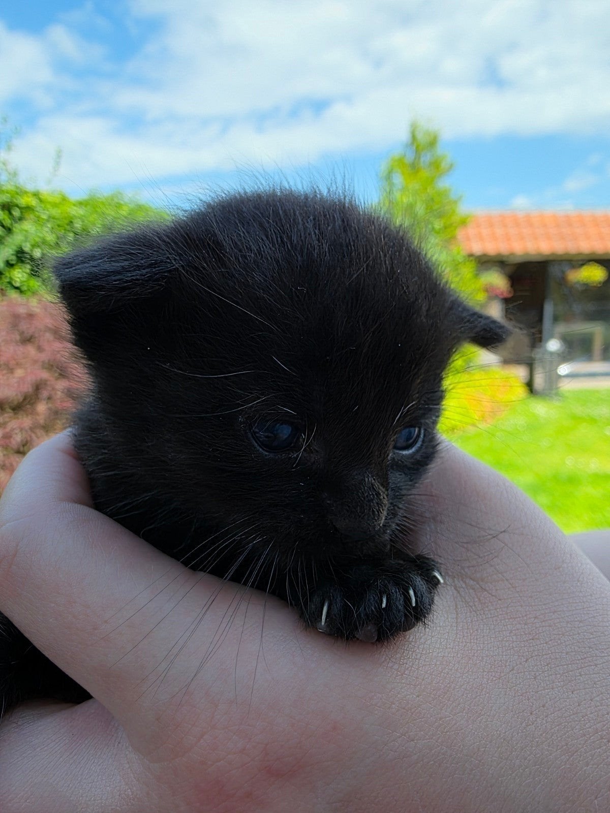 Super lieve mooie Europese korthaar kittens!, Meerdere dieren