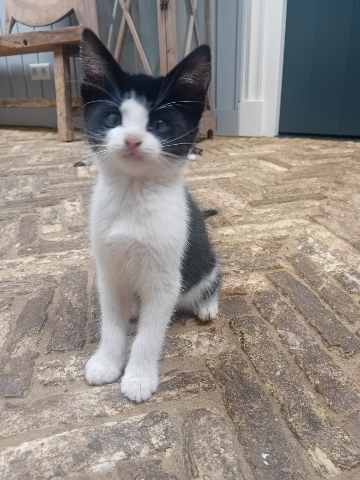Tamme Boederij kittens  ze mogen nest verlaten, Dieren en Toebehoren, Meerdere dieren, Kortharig, 0 tot 2 jaar