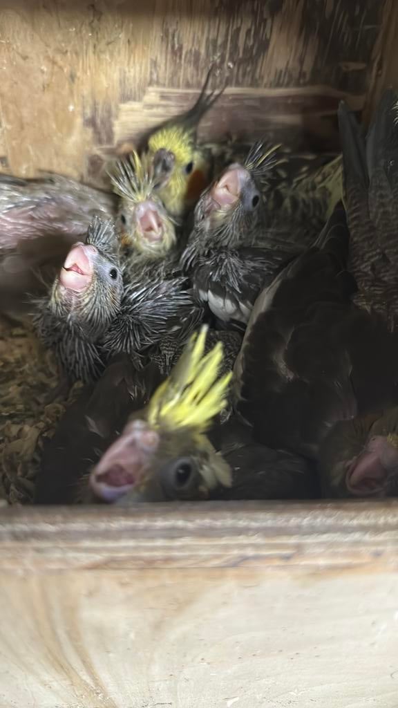 Jonge valkparkieten om tam te maken, Dieren en Toebehoren, Meerdere dieren, Parkiet, Geringd
