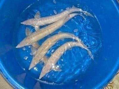 graskarper, Goudvis, shubinkin, zeelt, steur albino/ diamant, Karper of Koi
