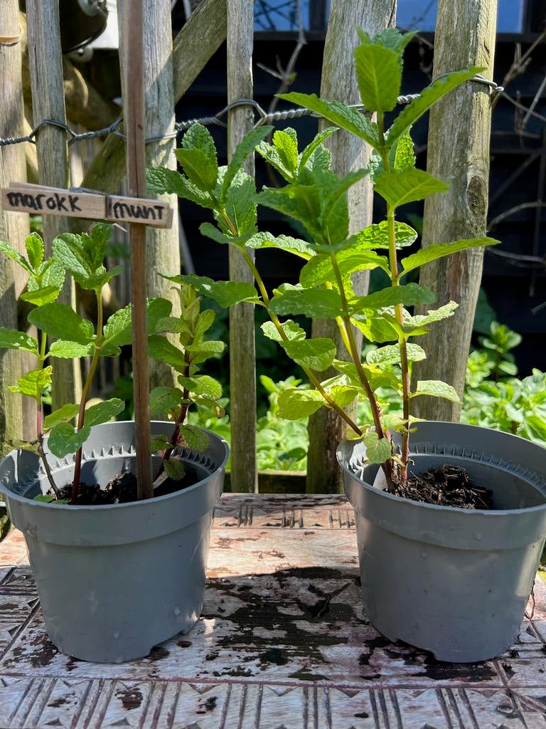 MAROKKAANSE MUNT uit Biologische moestuin Vaste plant, Ophalen, Vaste plant, Halfschaduw, Kruiden