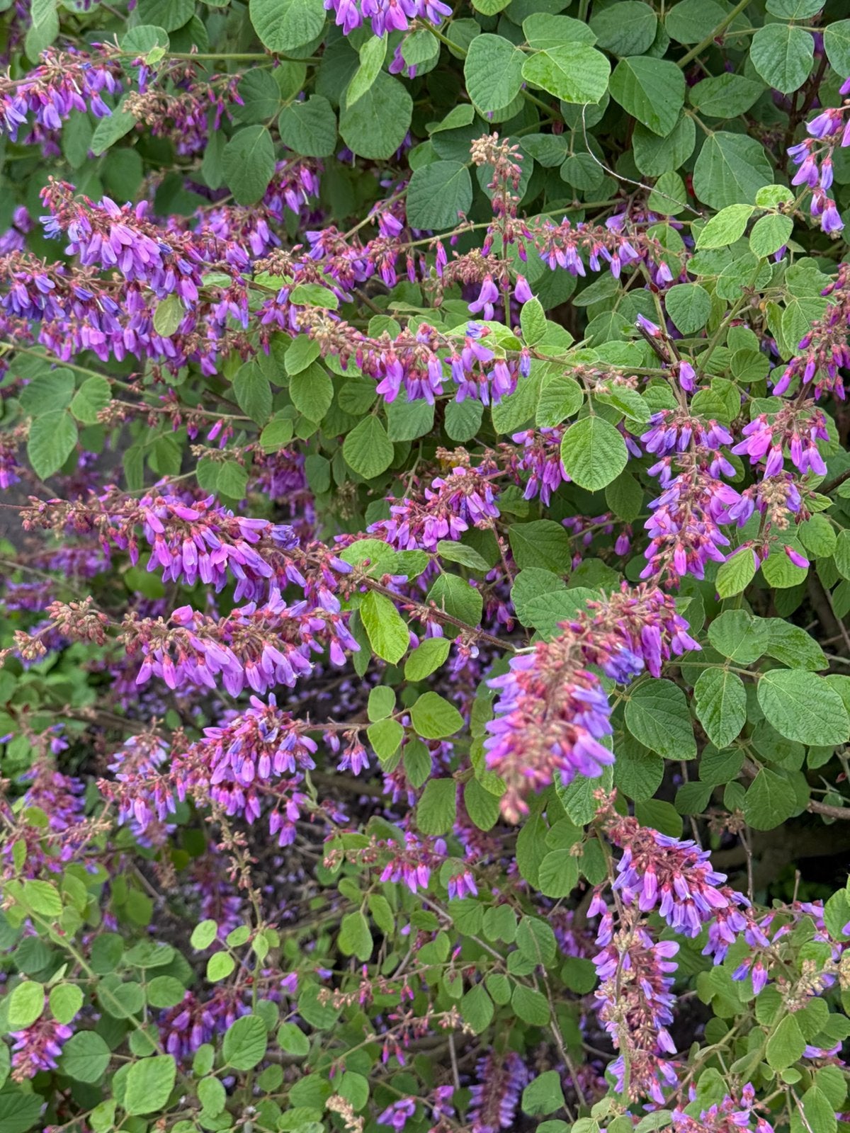Desmodium Elegans Dark Form - Zeer zeldzame plant, Tuin en Terras, Planten | Tuinplanten, Vaste plant, Halfschaduw, Zomer, Ophalen