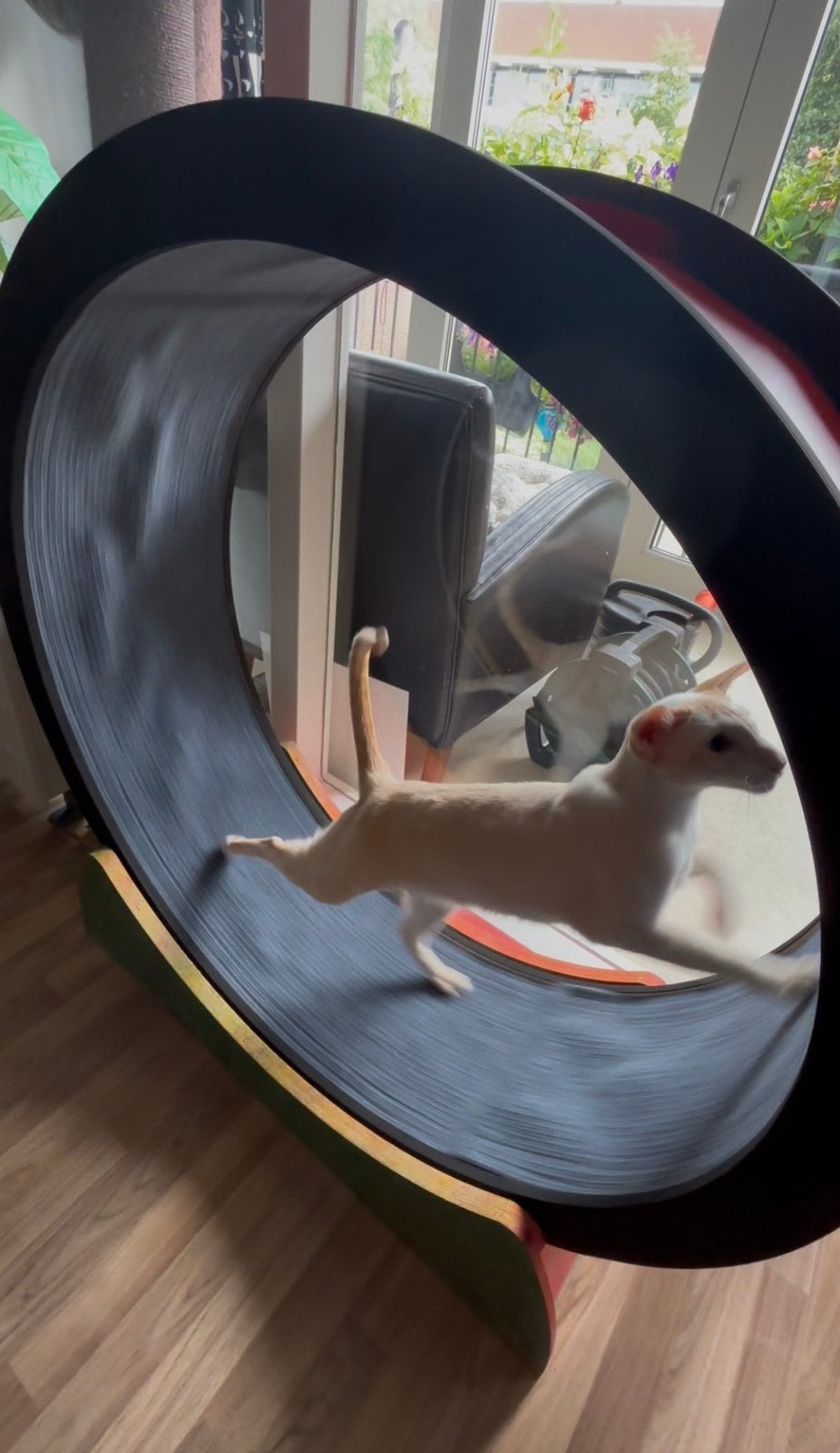 Katten loopwiel van hout, 100cm., Ophalen, Zo goed als nieuw, Overig speelgoed