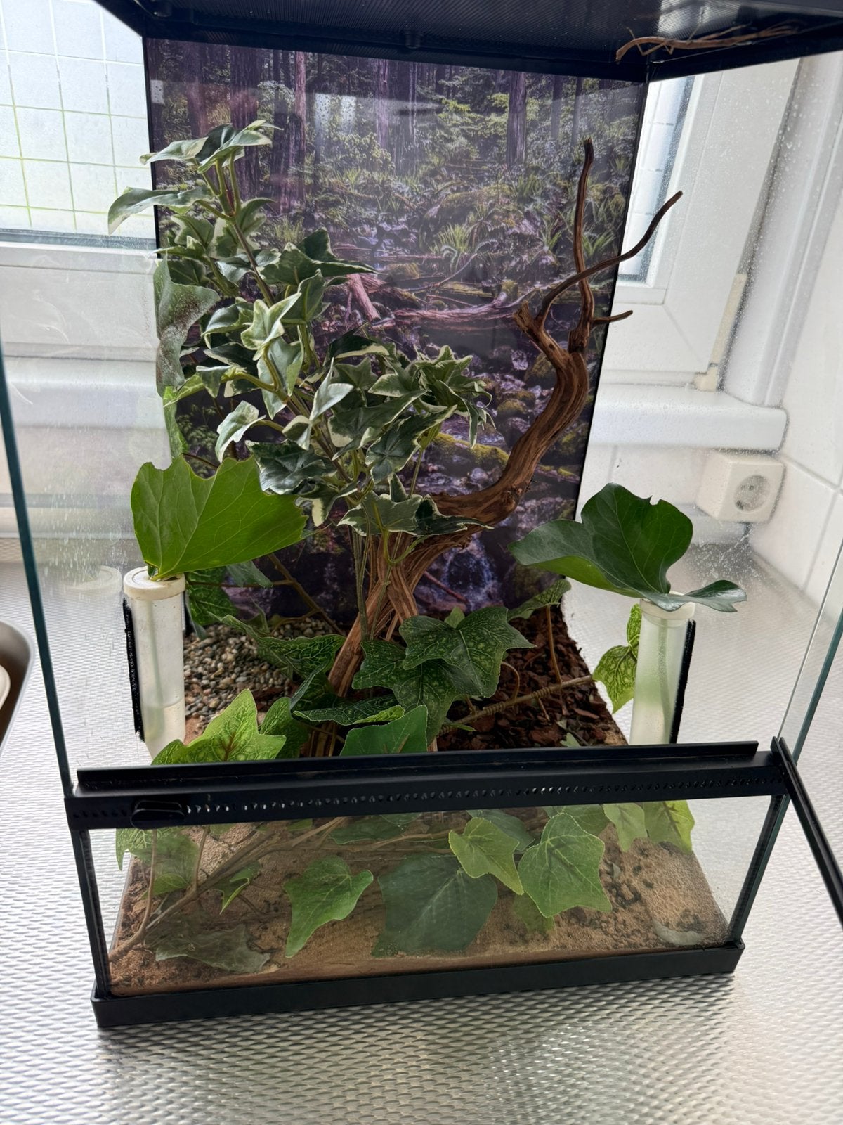 Compleet terrarium wandelende takken, Dieren en Toebehoren, Reptielen en Amfibieën | Toebehoren, Ophalen, Zo goed als nieuw, Terrarium of Paludarium