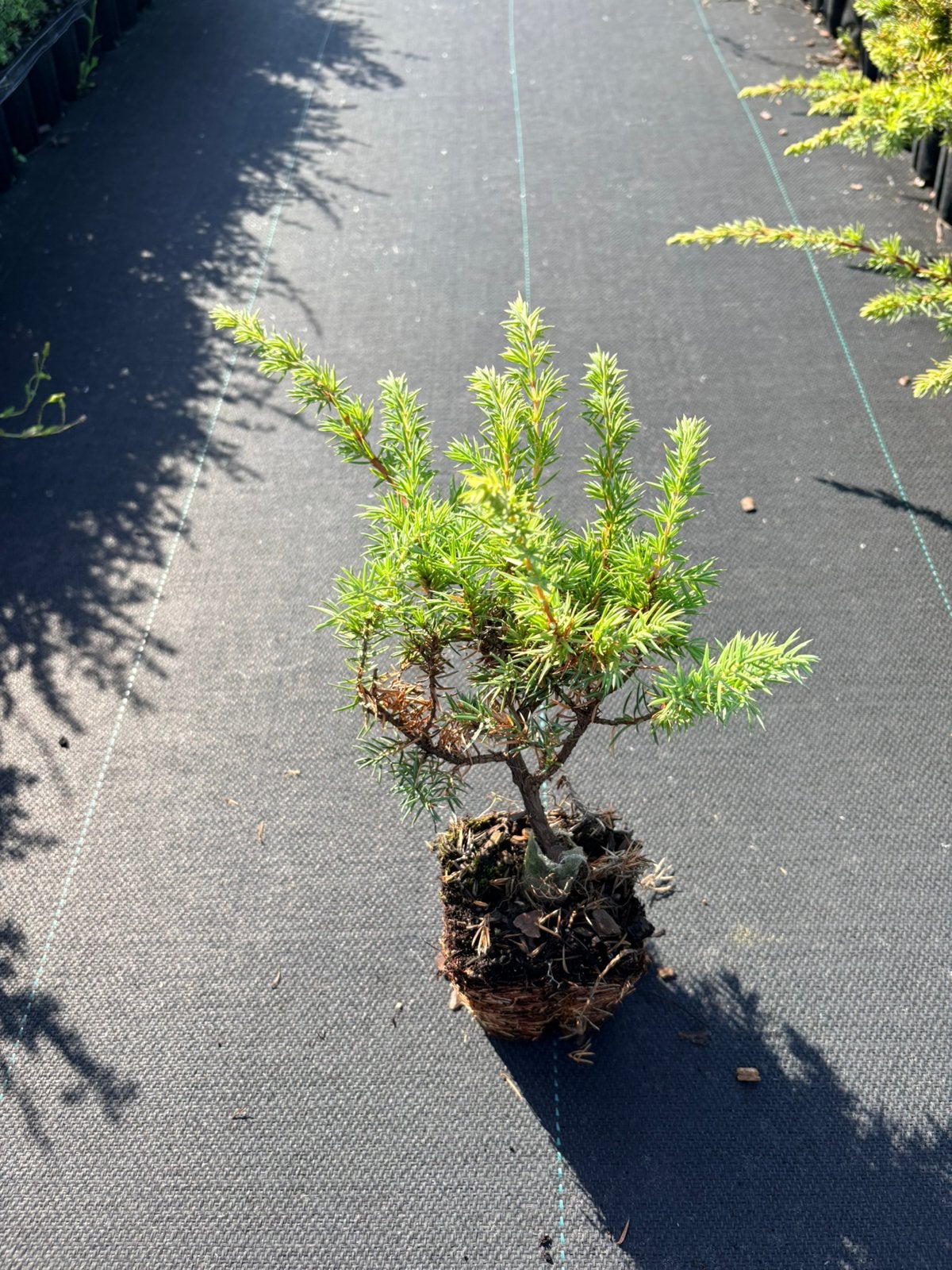 Juniperus conferta Schlager - Jeneverbes, Ophalen of Verzenden, Overige soorten, Struik, Minder dan 100 cm