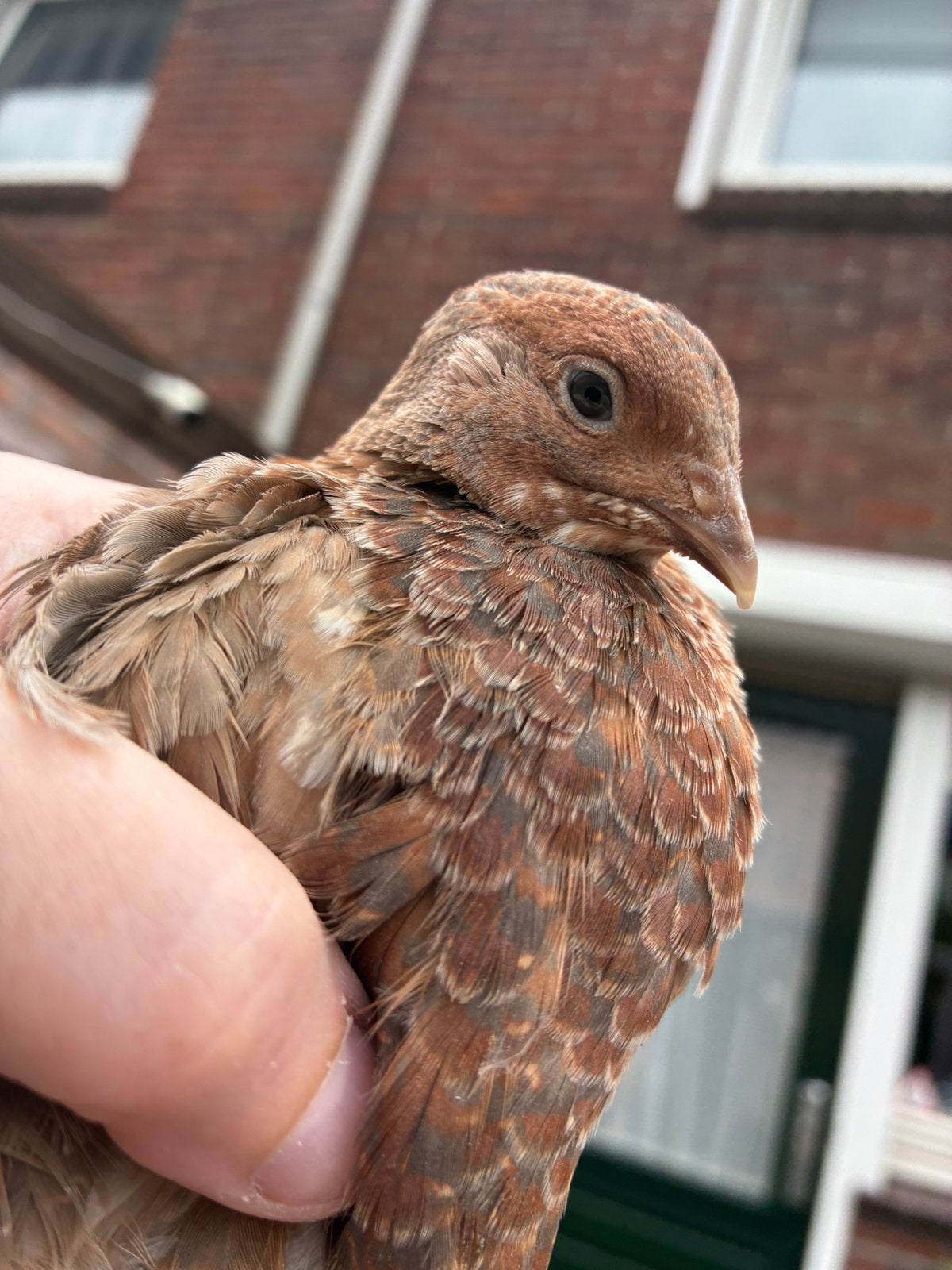 Japanse Kwartel hennen 6 weken, Dieren en Toebehoren, Vrouwelijk, Overige soorten
