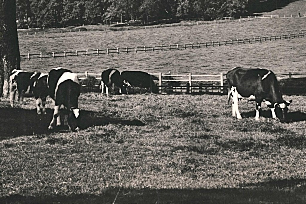 939674 Arnhem Gld Grote Weide 1954 Gelopen met postzegel, Ophalen of Verzenden, 1940 tot 1960, Gelopen, Gelderland