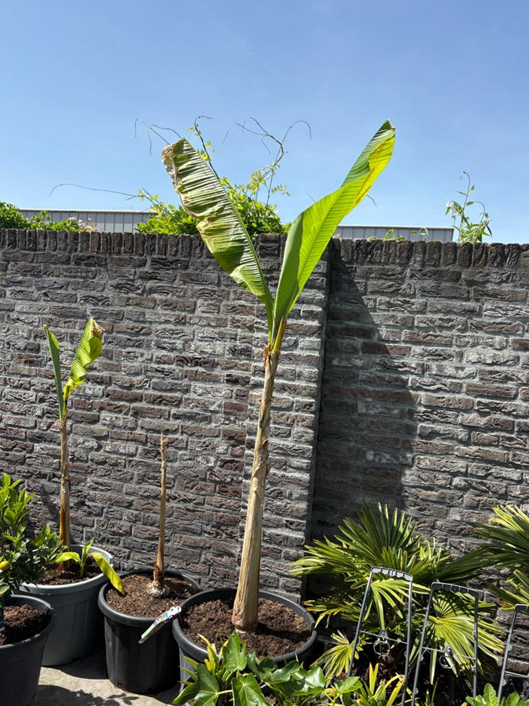 Schitterende zeer forse musa basjoo bananenboom in pot!!, Ophalen, Overige soorten, In pot, Halfschaduw
