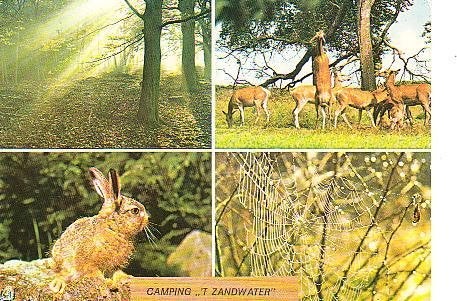 Ansichtkaart 	Harskamp	 't Zandwater	Camping, Verzenden, 1960 tot 1980, Gelopen, Gelderland
