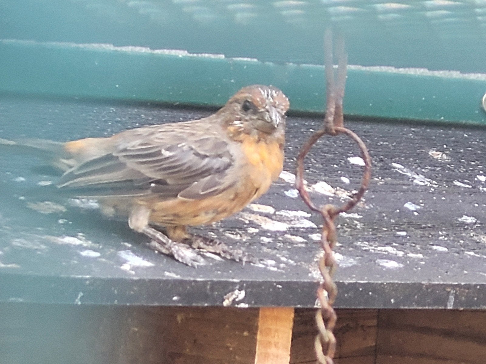 Koppel Mexicaanse roodmussen

Zie foto's

Zie ook mijn ander, Dieren en Toebehoren, Meerdere dieren, Tropenvogel