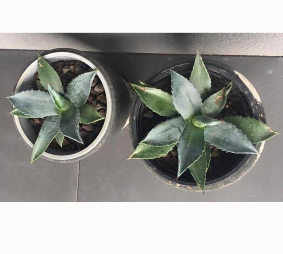 Groene mooie biologiec.sterren planten makkelijk verzorgen, Overige soorten, Ophalen of Verzenden, In pot, Minder dan 100 cm