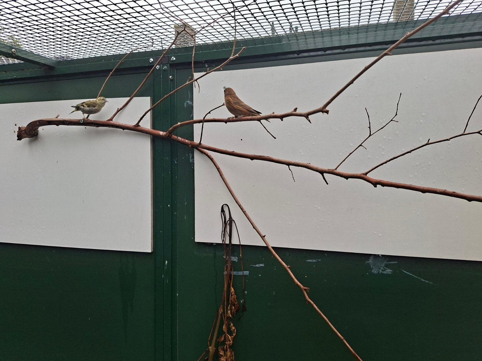 barmsijzen en europese sijzen, Dieren en Toebehoren, Vogels | Overige Vogels, Meerdere dieren