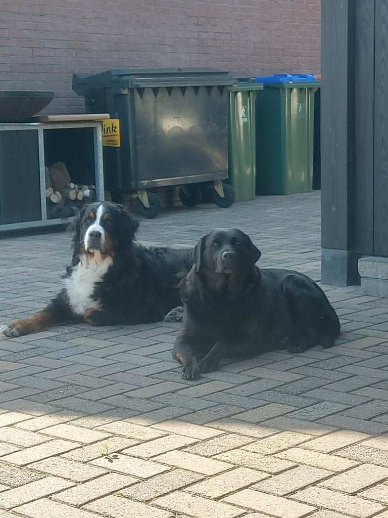 Te koop: Berner Sennen en  Labrador  ( Herplaatsers), 6 jaar of ouder, Parvo, Sennenhond, Teef