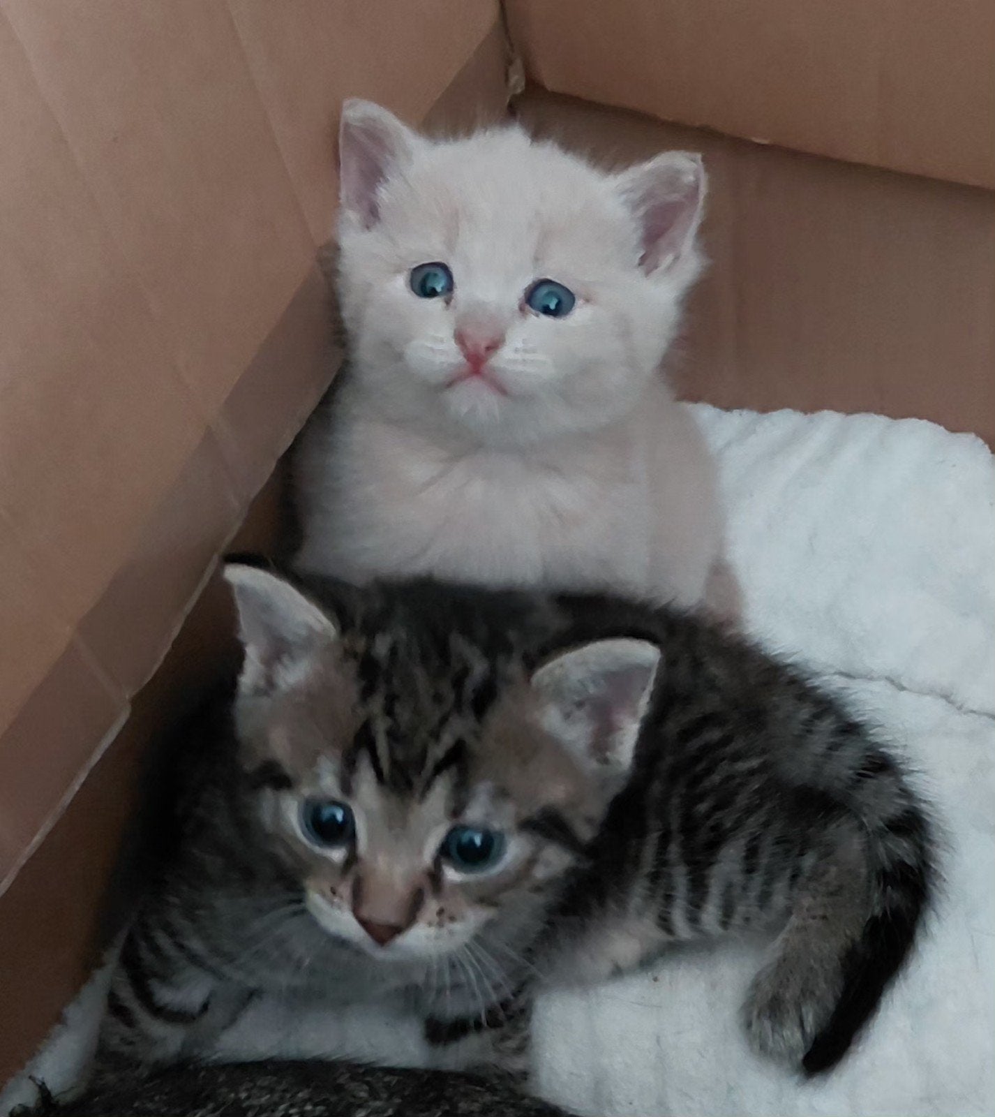 mooie kitten, Meerdere dieren, 0 tot 2 jaar